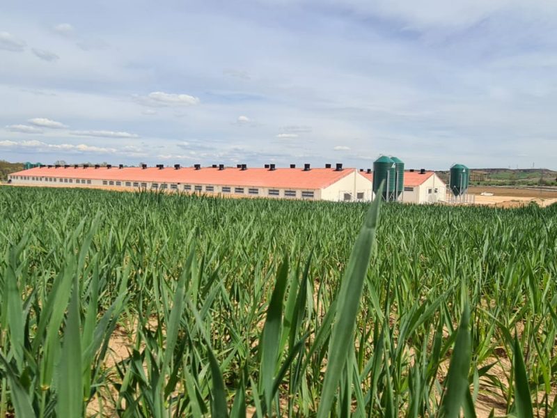 Nueva granja porcina en Almazan, Soria para una capacidad final de 4.000 plazas